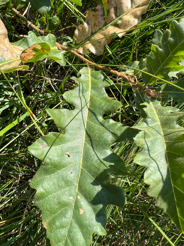 Turkey Oak