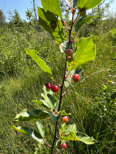 alder buckthorn