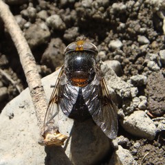 Copestylum scutellatum