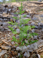 Asparagus tenuifolius