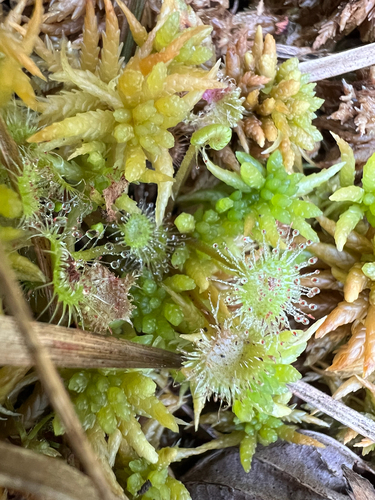 round-leaved sundew
