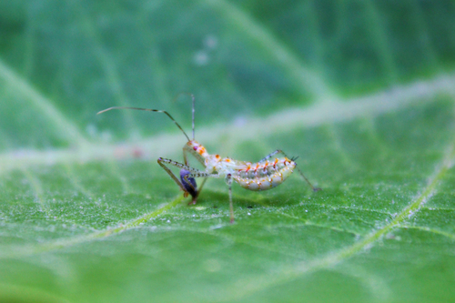 Leafhopper Assassin Bug