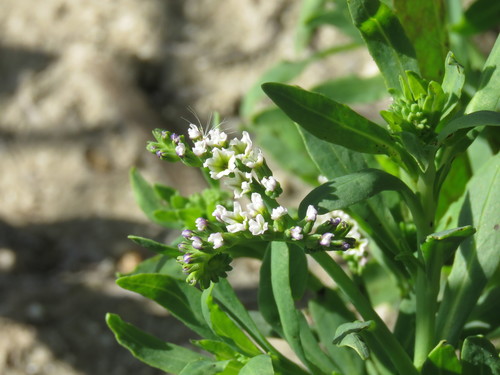 iNaturalist observation photo of alkali heliotrope