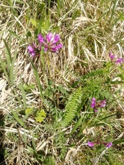 Astragalus ceratoides