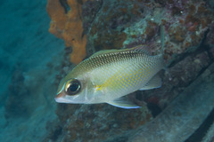 Scolopsis margaritifera