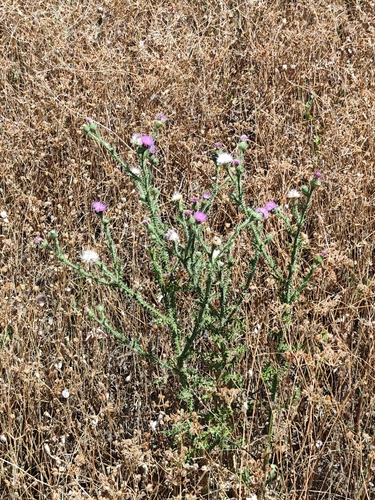 Broad-winged Thistle