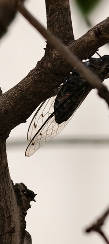 Priest Cicada