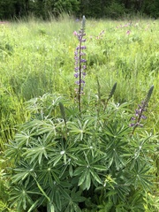 Lupinus oreganus