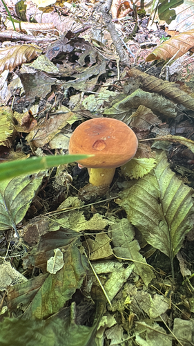 Weeping Milk Cap