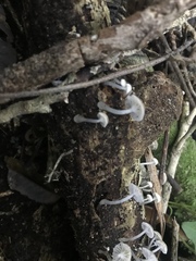 Roridomyces austrororidus