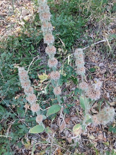 Downy Woundwort