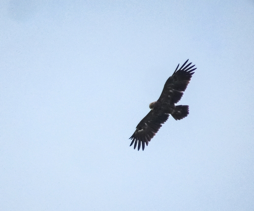 Lesser Spotted Eagle