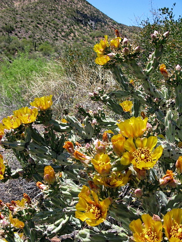 Buckhorn Cholla
