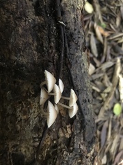 Roridomyces austrororidus
