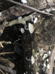 Roridomyces austrororidus