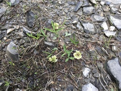 Trifolium virginicum