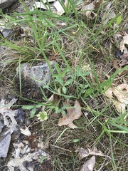 Trifolium virginicum