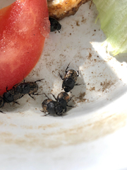 Onthophagus nuchicornis