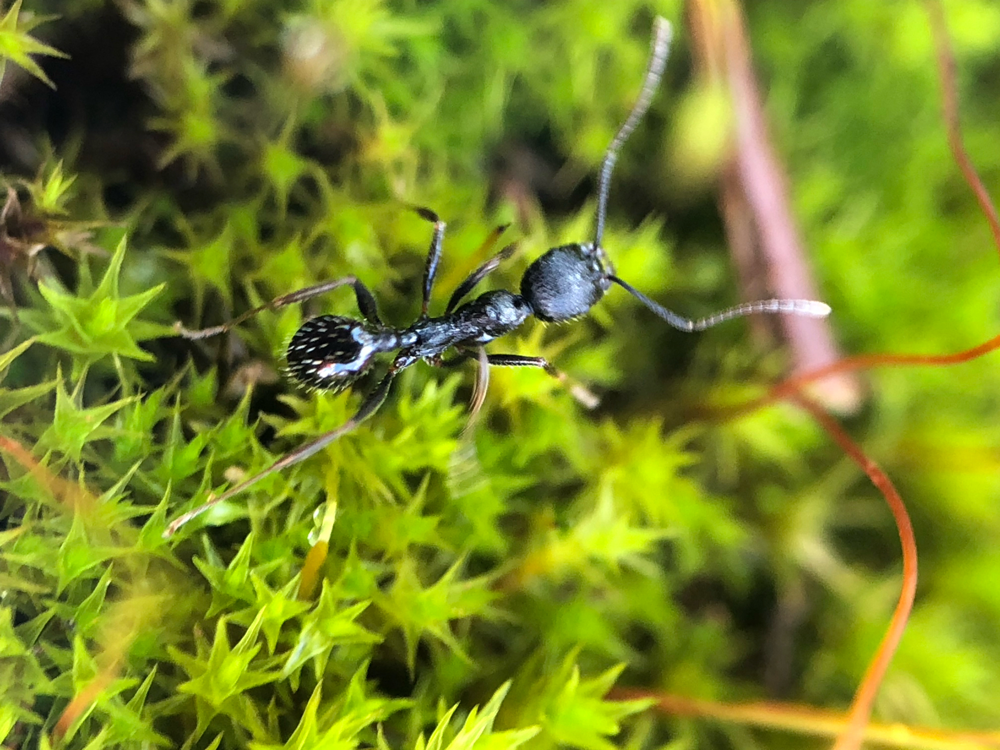 Aphaenogaster caeciliae