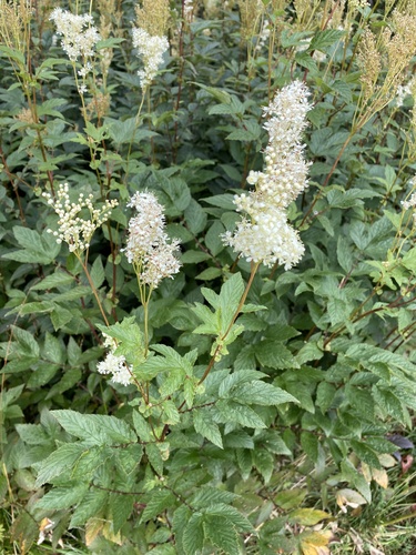 Meadowsweet