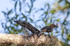 Melanerpes carolinus image
