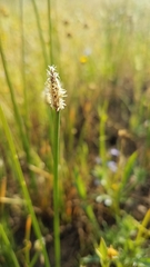 Eleocharis macrostachya