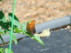 Polygonia interrogationis