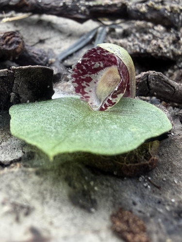 Corybas despectans observed 2026-08-12