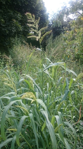 barnyardgrass