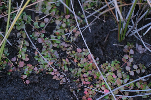 Gonocarpus micranthus, photograph 5