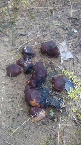 Doughnut Fungus