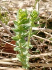 Cruciata glabra krylovii