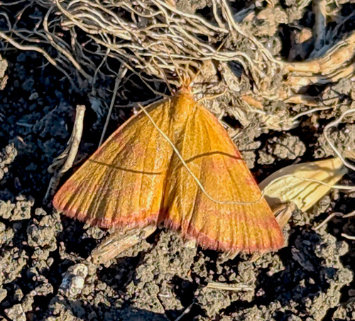 Purple-barred Yellow