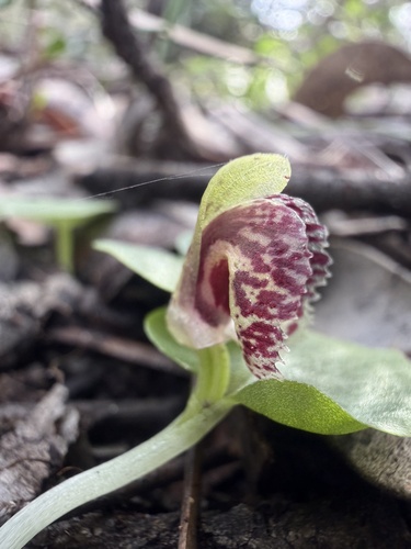 Corybas despectans observed 2026-08-12