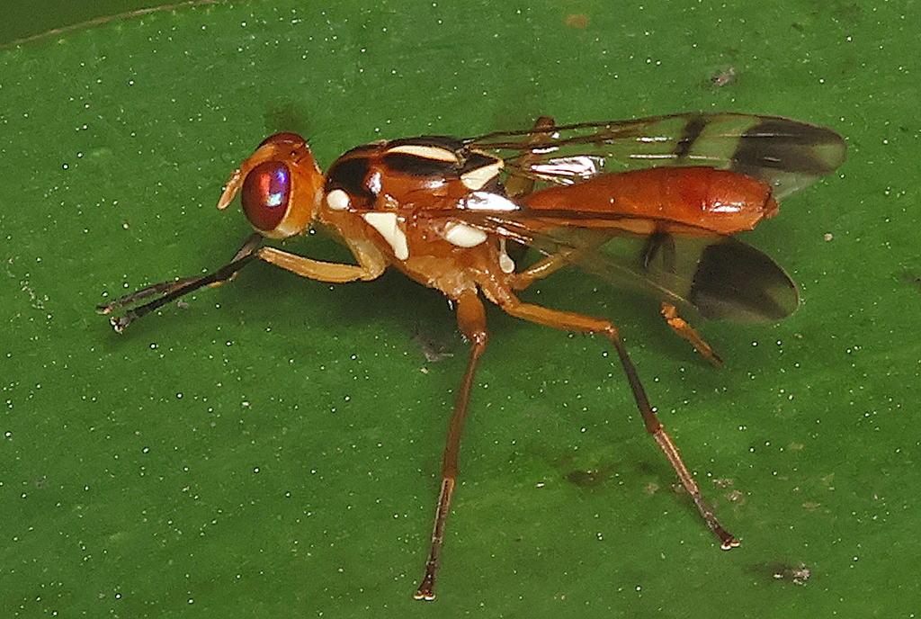 Adrama biseta