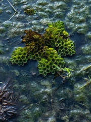 Salvinia cucullata