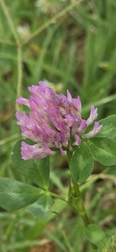 Red Clover