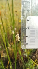 Eleocharis macrostachya