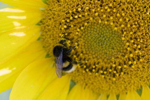 Buff-tailed Bumble Bee