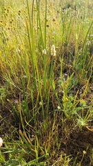 Eleocharis macrostachya