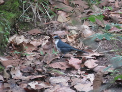 Melanotis hypoleucus
