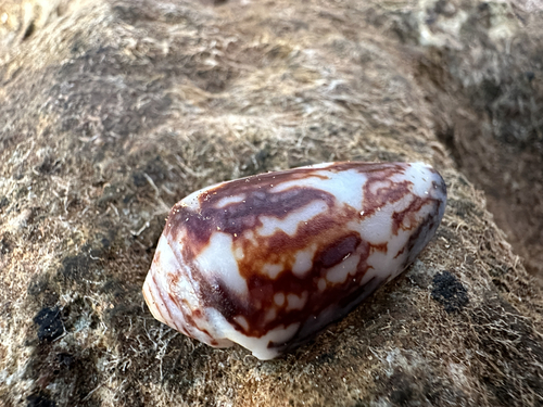 Conus victoriae observed 2026-08-12
