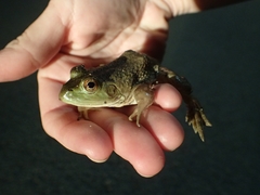 Lithobates catesbeianus