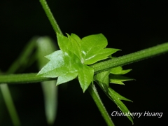 Clematis peterae lishanensis