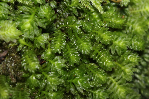 Schistochila nobilis observed 2026-07-23