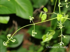 Clematis peterae lishanensis