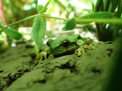 Hyla japonica