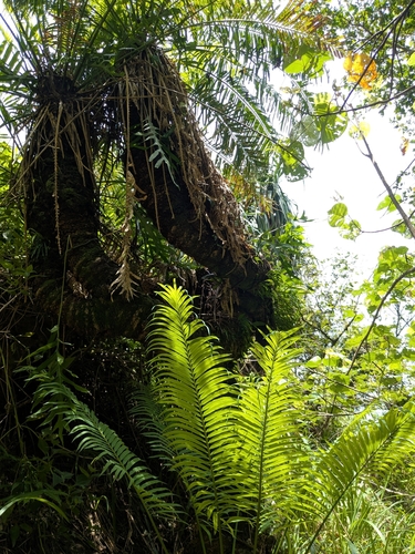Cycas micronesica observed 2026-08-09