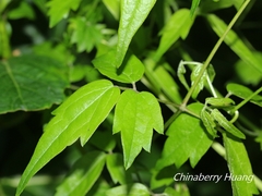 Clematis peterae lishanensis
