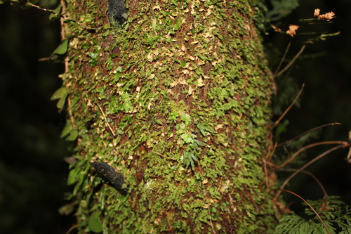 Calomnion complanatum observed 2026-07-23
